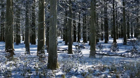 Snow covers tall trees in a forest during winter season in a quiet area Stock Footage 339862245