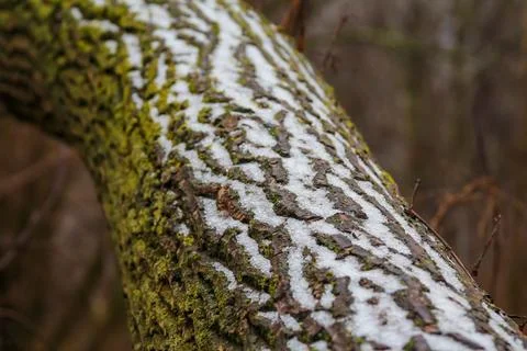 Snow covers tree bark creating a contrasting pattern in the winter forest Stock Photos