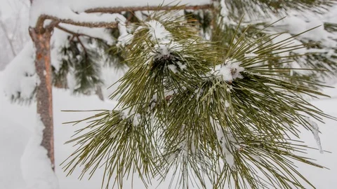 Snow covers the tree branch Stock Footage 103954697