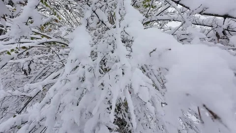 Snow covers tree branches in a park setting.  Stock Footage 321830830