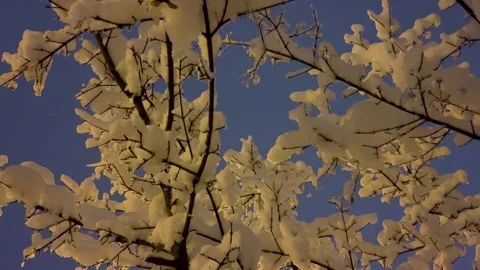 Snow Covers Tree Branches in Quiet Winter Night Landscape With Clear Sky Stock Footage 327911139