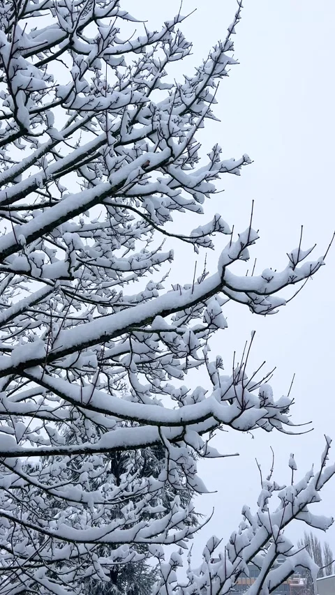 Snow Covers Tree Branches in a Quiet Winter Landscape With Overcast Sky Stock Footage 327912544