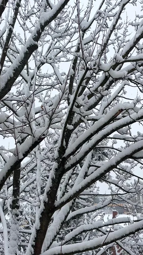 Snow Covers Tree Branches in a Winter Landscape Near the City During a Snowfall Stock Footage 329240288