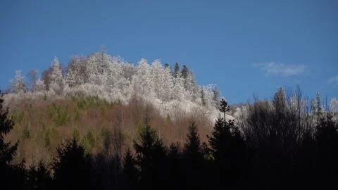 Snow covers tree tops in winter landscape with blue sky and sunlight Video stock 327590989
