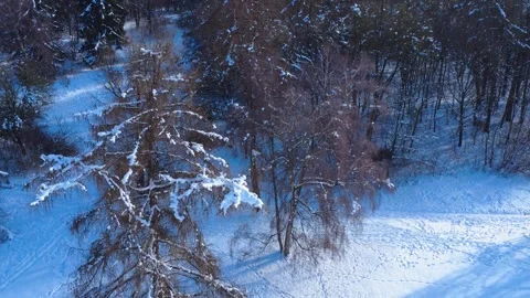 Snow Covers Trees and Ground in a Forest Area During Winter Vídeos de archivo 327911424