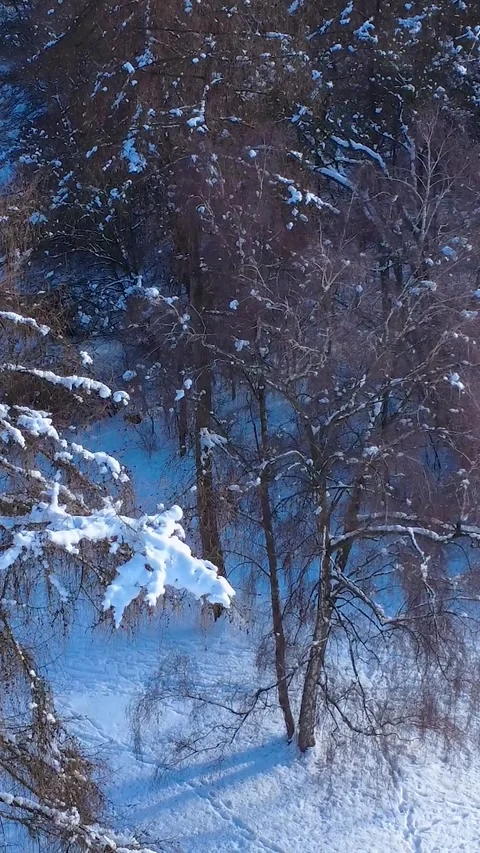 Snow Covers Trees in a Forest During Winter Afternoon Stock Footage 327911775