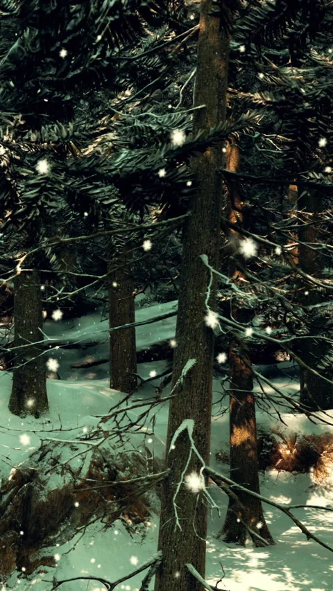 Snow covers trees in a forest during winter months under soft light Stock Footage 335688335