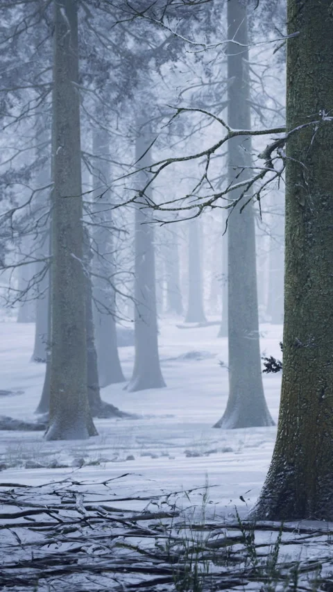 Snow covers trees in a forest during winter season in the early morning hours Stock Footage 335969683