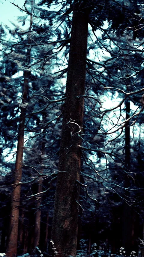 Snow covers trees in a forest during winter time in a rural area Stock Footage 337974734
