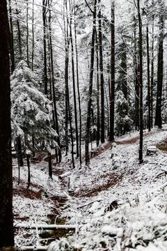 Snow covers trees in a forest during winter while a small path leads throug.. Stock Photos