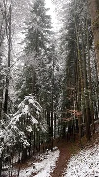 Snow covers trees in a forest with a path during winter in a wooded area, c.. 스톡 사진