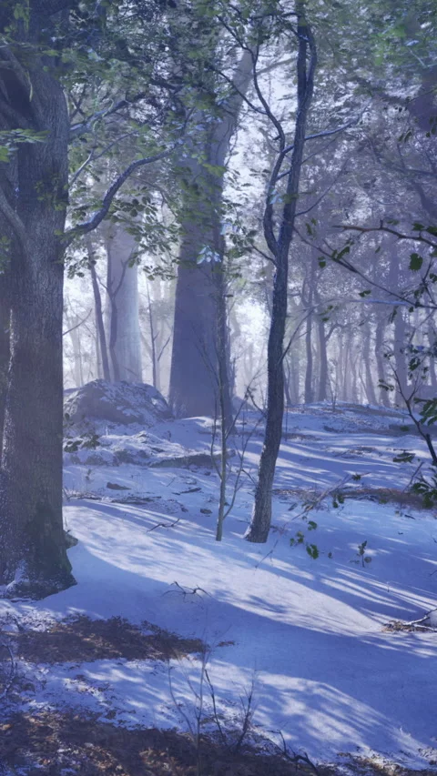 Snow covers trees in a quiet forest during a winter morning Stock Footage 336031151