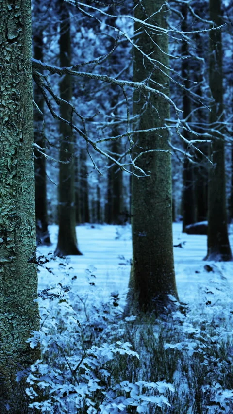 Snow covers trees in a winter forest during early morning hours Stock Footage 338423405