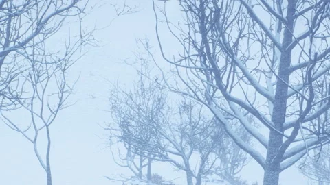 Snow covers trees in a winter landscape with fog and low visibility Stock Footage 340608011