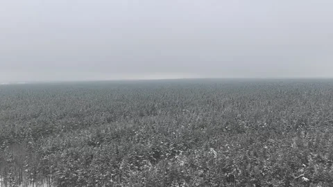 Snow covers a vast forest in winter time showing tall trees and a gray sky near  Stock Footage 327672542