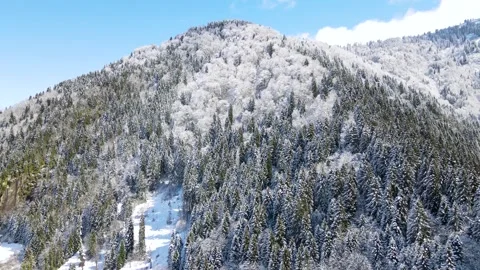 Snow Cowered Forest Видео 334804944