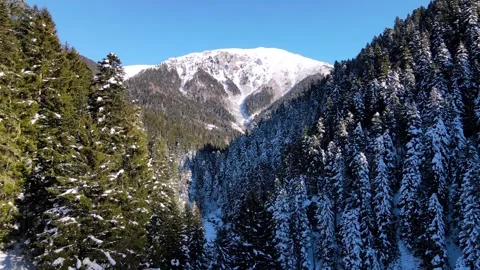 Snow Cowered Mountains and Pine Forests 스톡 동영상 342277992