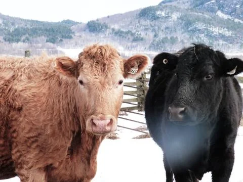 Snow cows! Foto stock