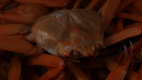 Snow crab boiled in a pot 库存影片 162652033