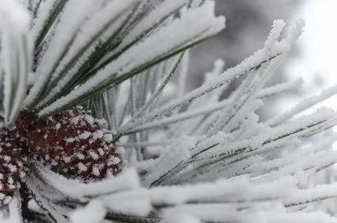 Snow crusted pine needles Stock Photos