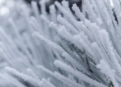 Snow crusted pine needles Stock Photos