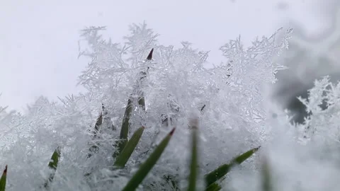 Snow Crystal On Pine Leaf Stock Footage 172084500