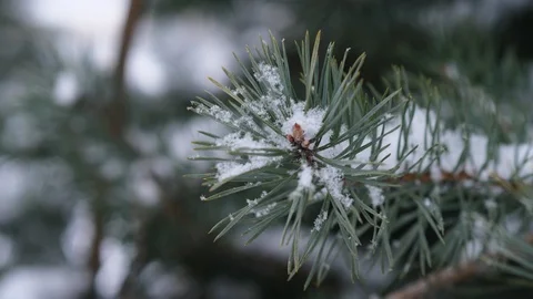 Snow crystals lie between long green needles of pine branch, closeup shot Stock Footage 85510420