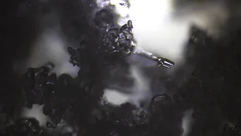 Snow crystals in microscope Stock Footage 85301300