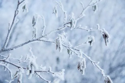 Snow crystals Stock Photos