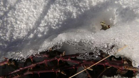 Snow crystals Stock Photos