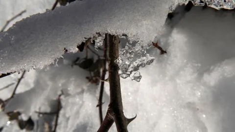 Snow crystals Stock Photos