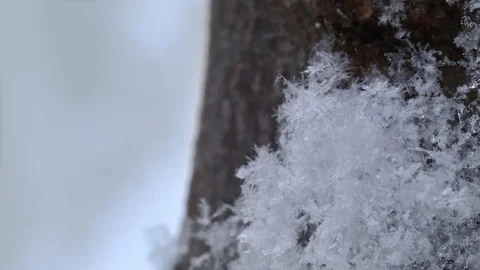 Snow crystals on tree trunk Stock Footage 172114894