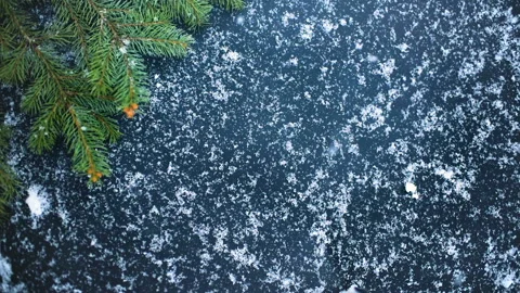 Snow on a dark background with a Christmas tree or a pine branch. Procurement Stock Footage 95498711