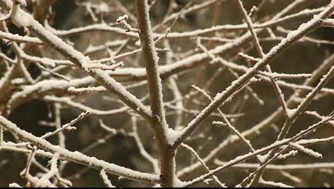 Snow day Stock Footage 11123181