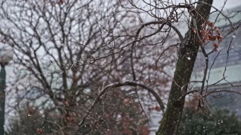 Snow day Stock Footage 232524192