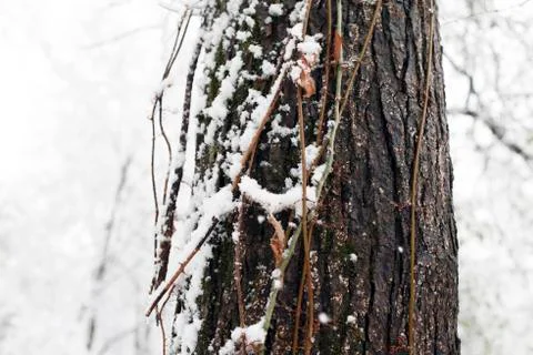 Snow Day Stock Photos