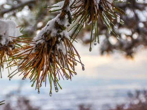 Snow day Fotos Stock