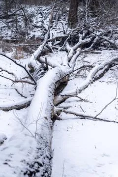 Snow on a dead tree at winter 写真素材