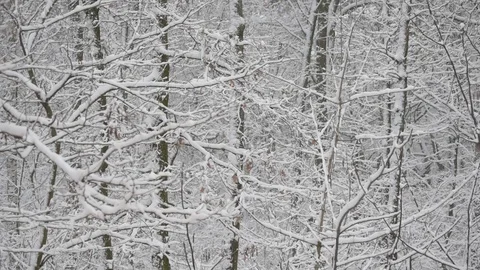 Snow in deciduous forest with snow covered trees Stock Footage 70410869