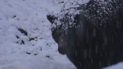 Snow is deposited on the back of a moving bear Stock Footage 221517516