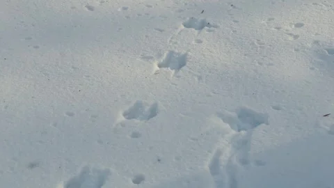 Snow with different traces, white clean snow in winter Stock Footage 329249966