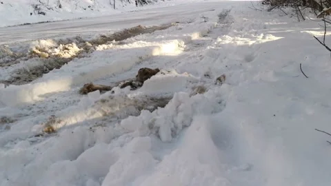 Snow dirty road forest. Video stock 159053165