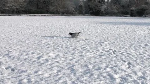Snow dog 2 Video stock 10595368