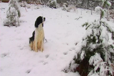 Snow dog Video stock 335091