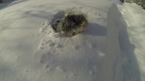 Snow dog Stockbeeldmateriaal 46218935