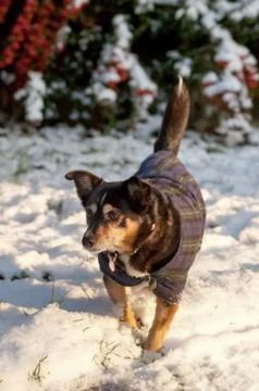 Snow dog Stock Photos