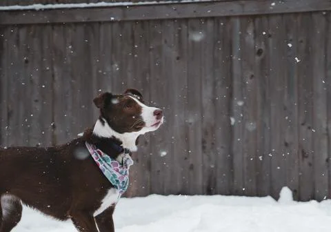 Snow Dog Foto stock