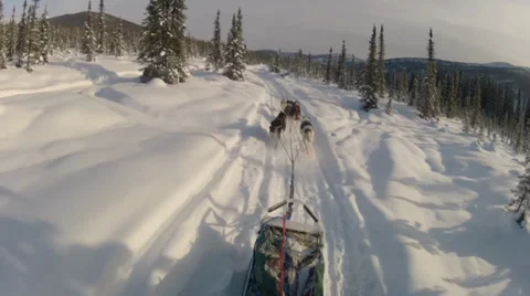 Snow Dog Sled Mushing Stock Footage 38799189