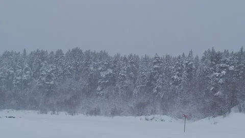 Snow dog Sleigh Stock Footage 145085665