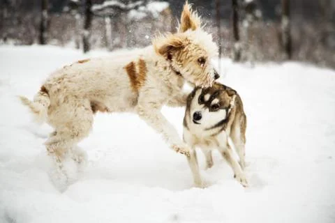 Snow dogs Stock Photos
